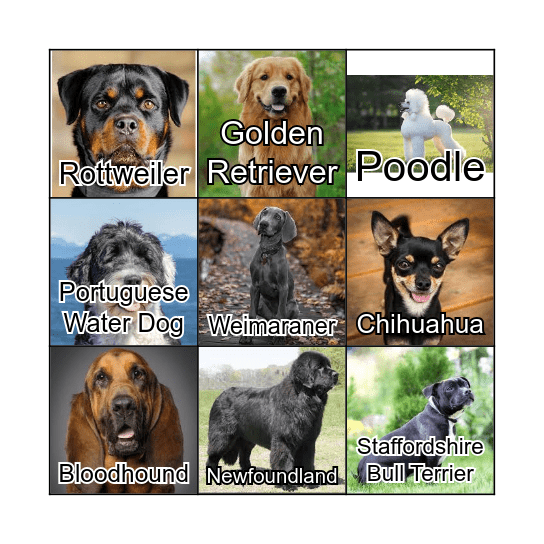 Dog Bingo Card