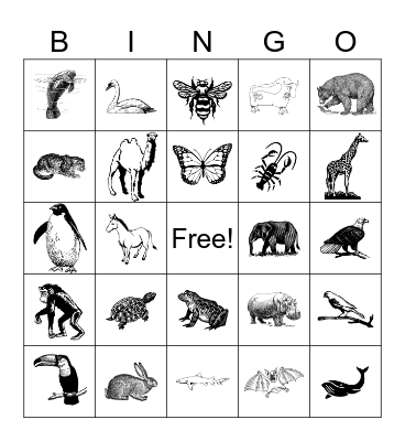 Animals Bingo Card