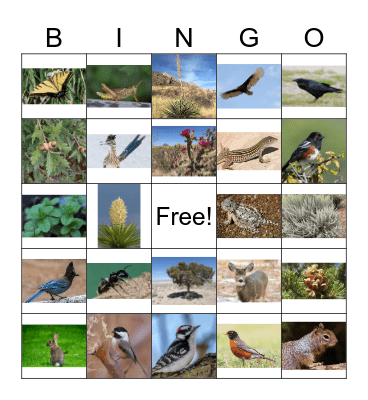 Bear Canyon Bingo Card