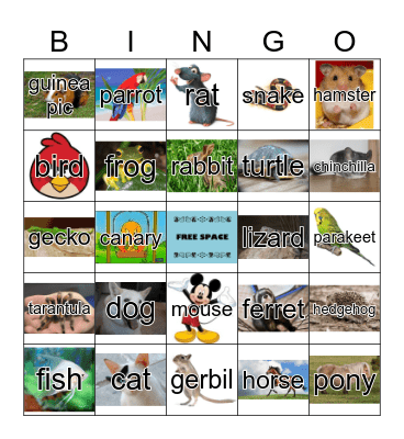 Pets Bingo Card