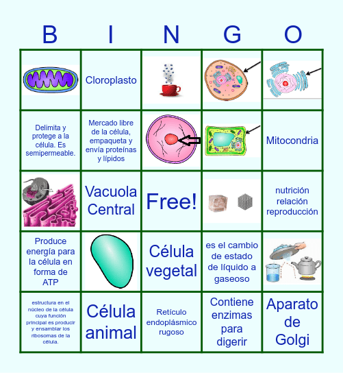 Cell Organelles Bingo Card