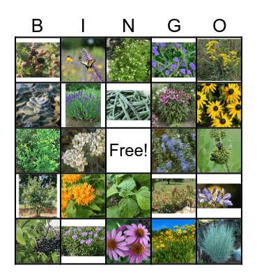 Pollinators and Plants BINGO Card