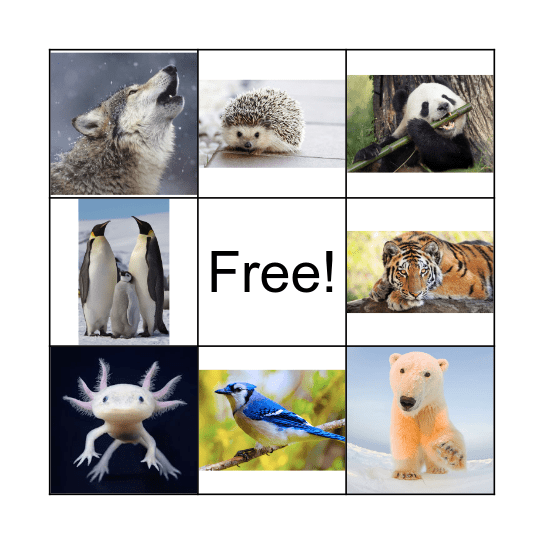 Animal Bingo Card