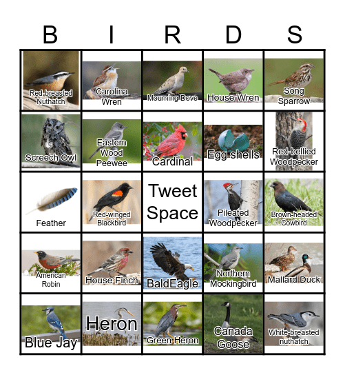 BIRDING BINGO! Bingo Card