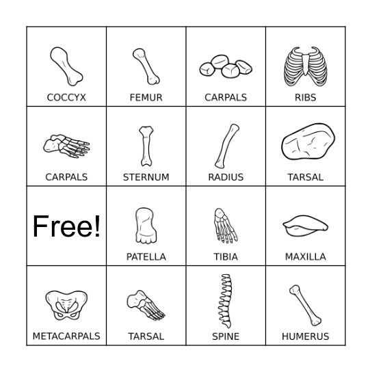 SKELETAL SYSTEM BINGO Card