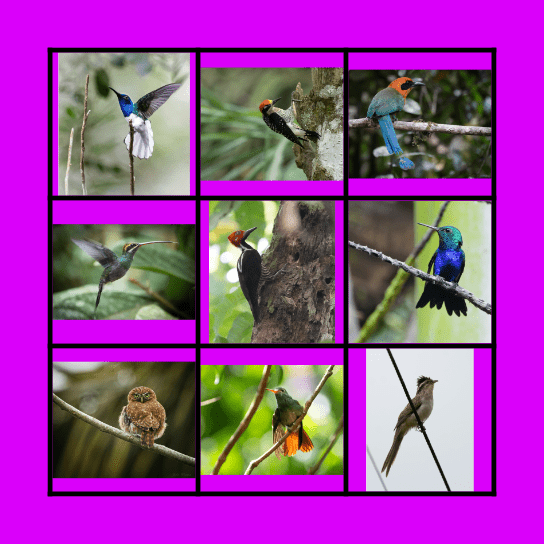 Puerto Quito Bird Bingo Card