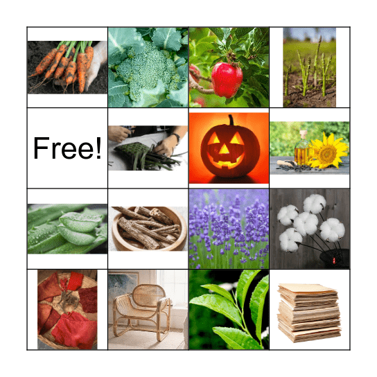 Useful Plants! Bingo Card