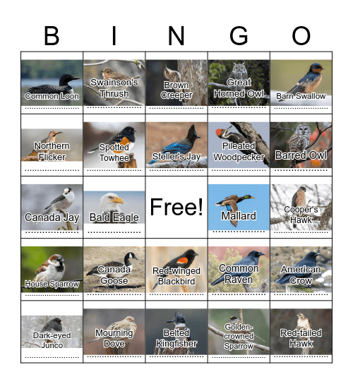 BC Birds Bingo Card