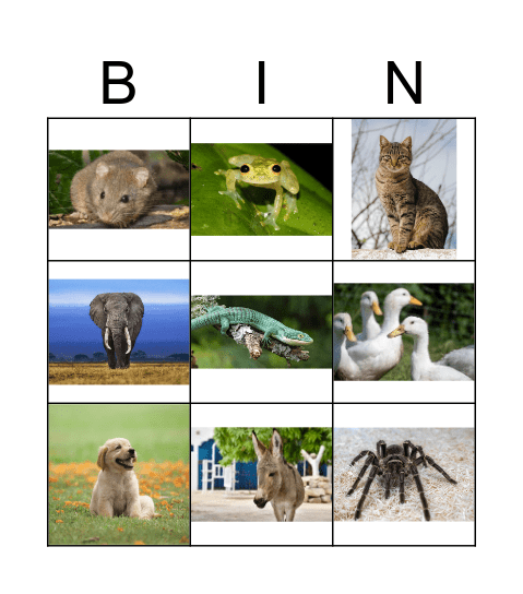 Animals Bingo Card