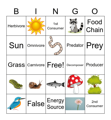 Food Web Bingo Card