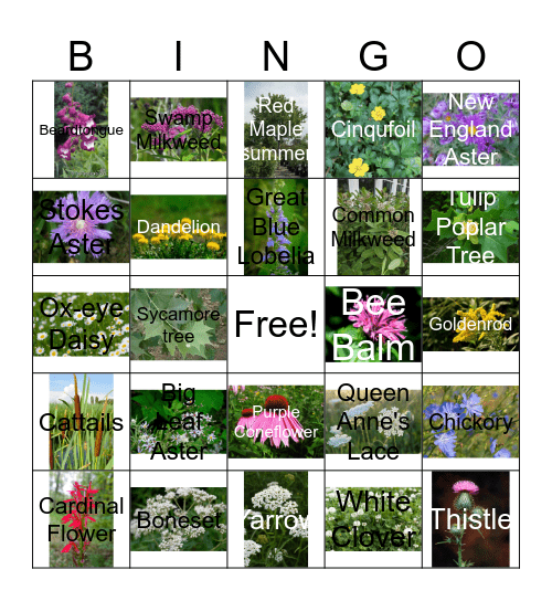 Native Plant Bingo Card