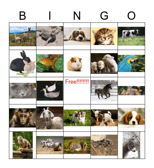 pets Bingo Card