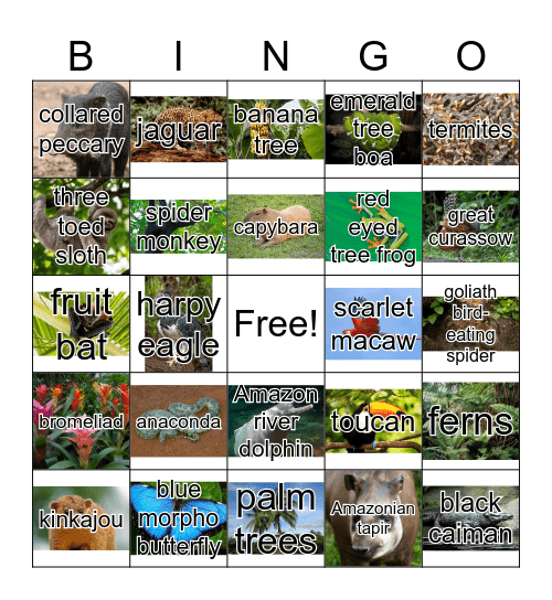 Amazon Bingo! Bingo Card