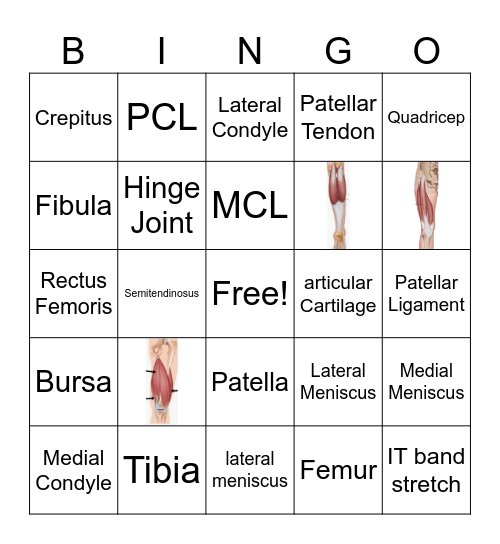 Knee Anatomy Bingo Card