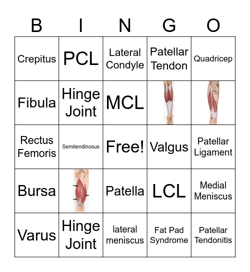 Knee Anatomy Bingo Card