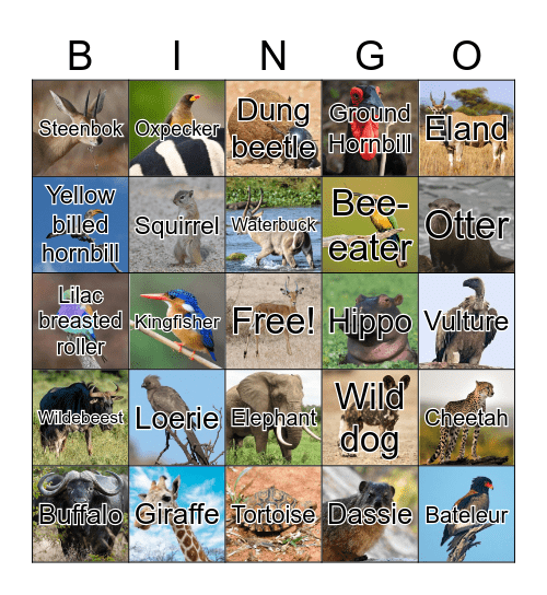 Kruger Bingo Card