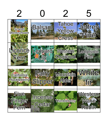 Camp Bachelorette Bingo Card