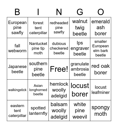 Insect ID Bingo Card