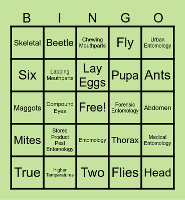 Bug Bingo Card