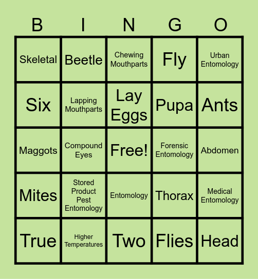Bug Bingo Card
