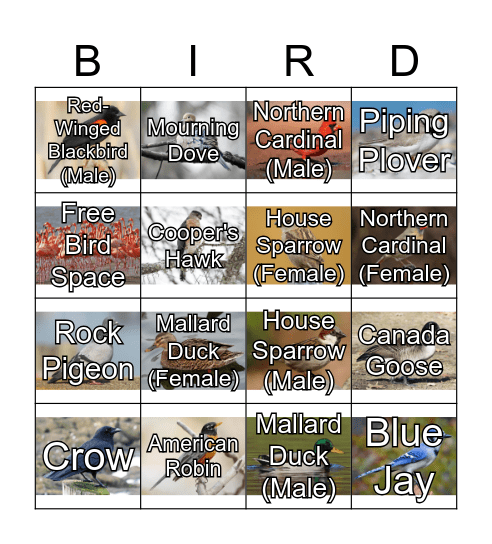 BIRD BINGO Card