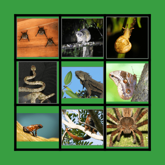 Animal bingo Card