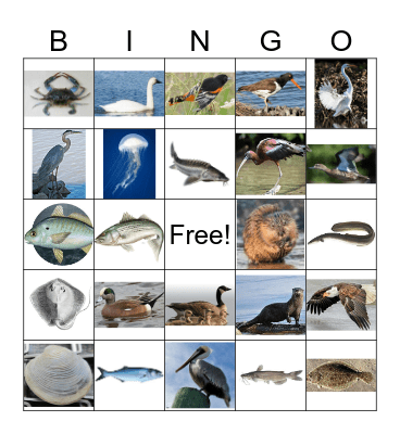Chesapeake Bay Animals Bingo Card