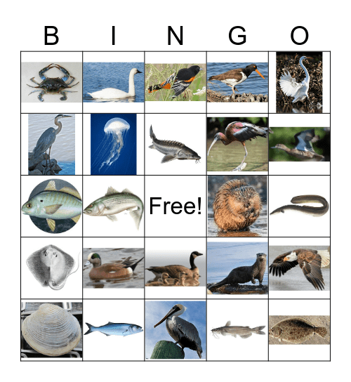 Chesapeake Bay Animals Bingo Card