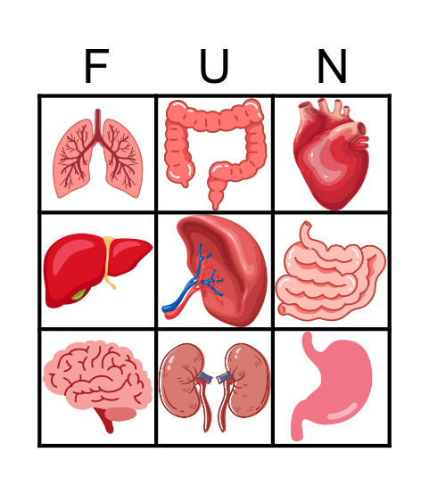 Human Organs Bingo Card