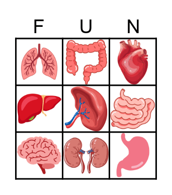 Human Organs Bingo Card