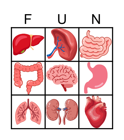 Human Organs Bingo Card