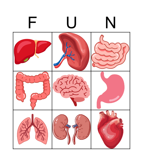 Human Organs Bingo Card