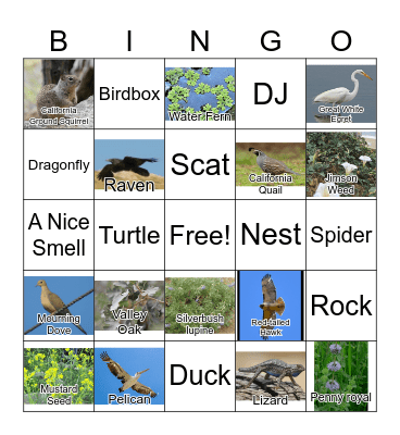 Owl Hollow Nature Bingo Card