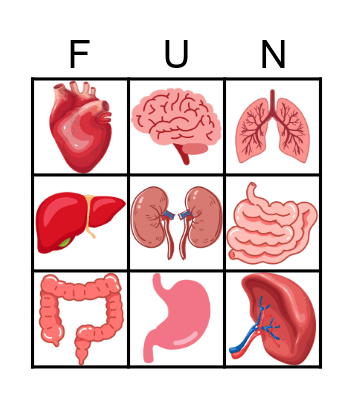 Human Organs Bingo Card