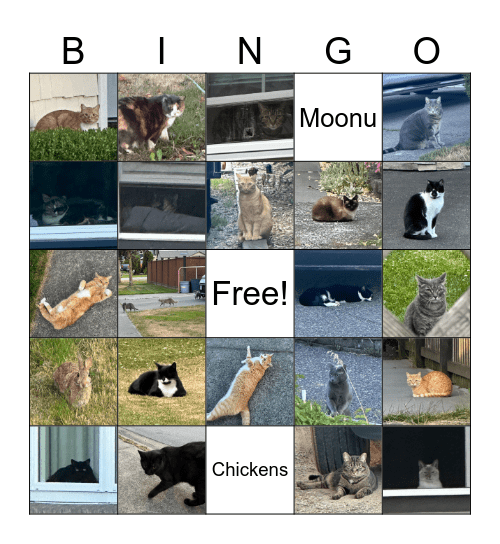 Neighbourhood Cats Bingo Card