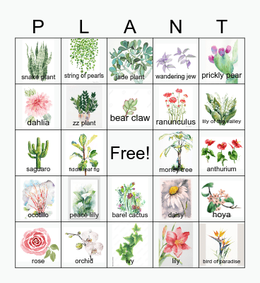 Plants Bingo Card