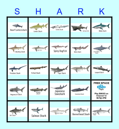 SHARK ATTACK Bingo Card