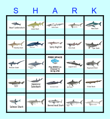SHARK ATTACK Bingo Card