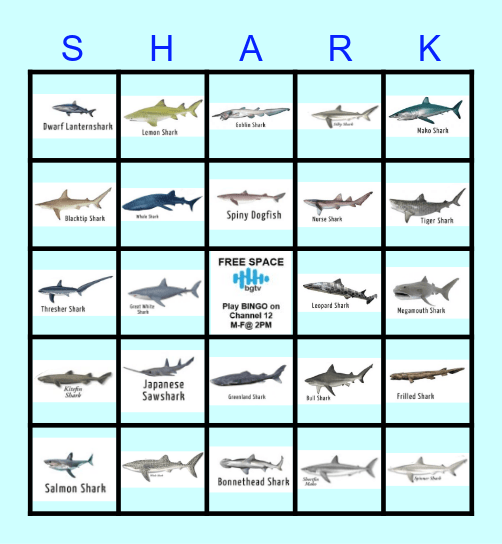 SHARK ATTACK Bingo Card
