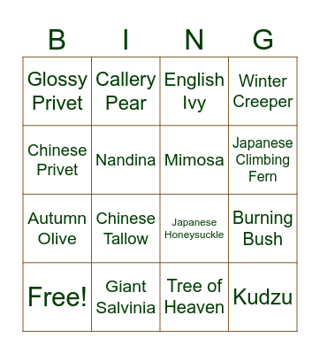 Invasive Plant Bingo Card