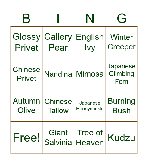 Invasive Plant Bingo Card