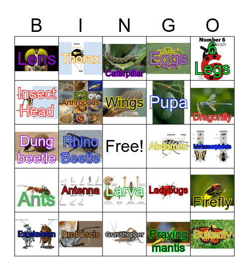Bingo Card Bingo Card