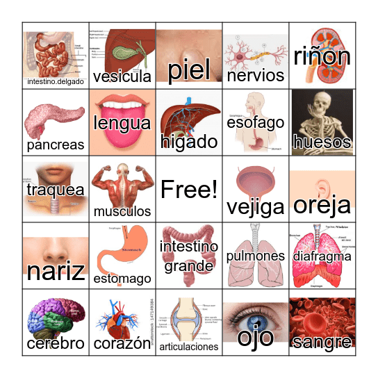 Cuerpo Humano Bingo Card