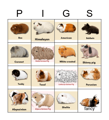 GET TO KNOW YOUR GUINEA PIGS! Bingo Card