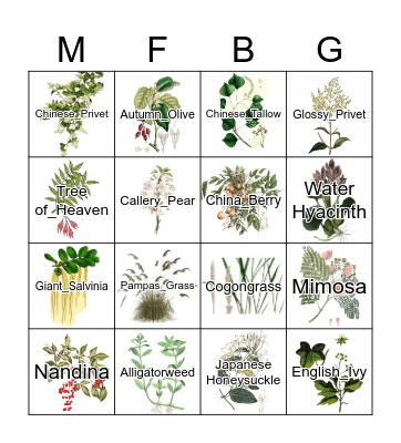 Invasive Plant Bingo! Bingo Card
