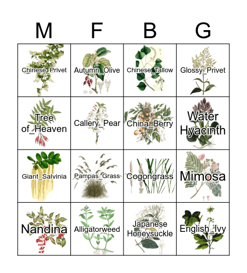 Invasive Plant Bingo! Bingo Card