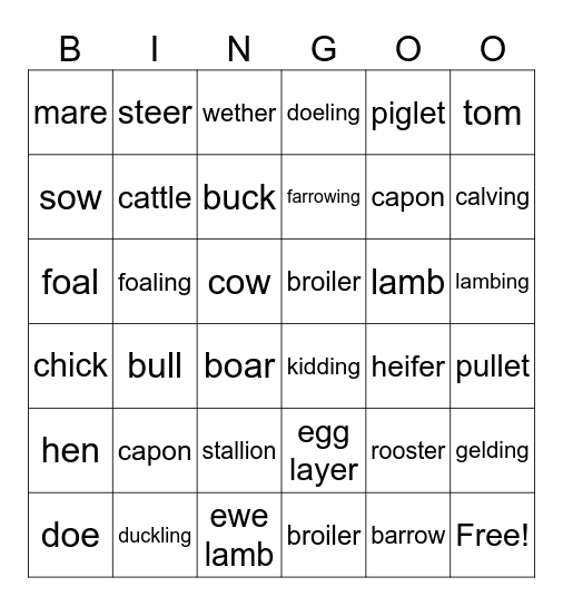 Animal Terms  Bingo Card