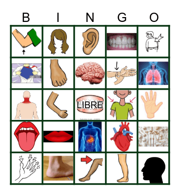 El Cuerpo humano Bingo Card