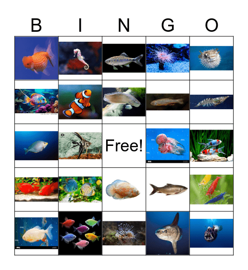 Ornamental fish Bingo Card