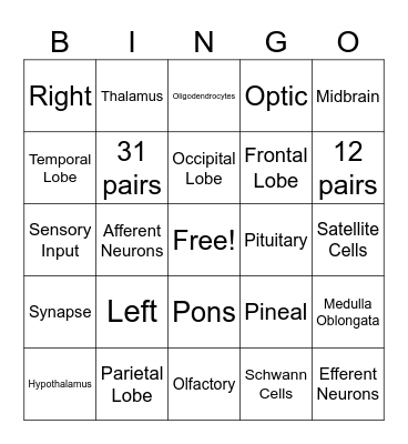 Nervous System Bingo Card